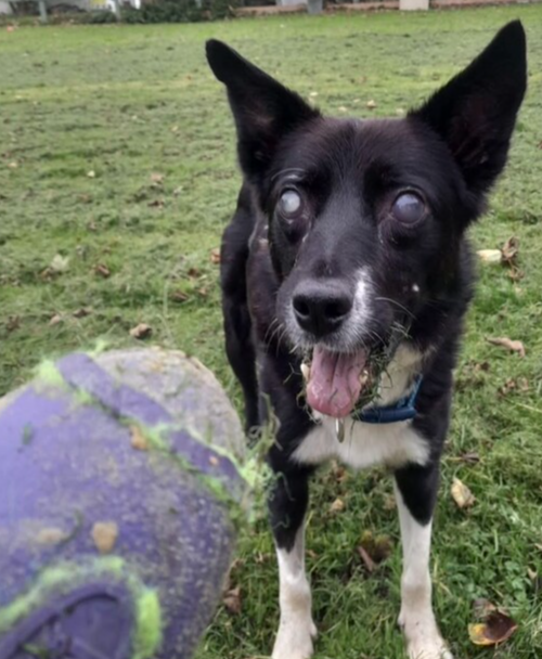 Kildare animal foundation calls out for adoption of blind dog