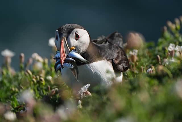 The breeding season usually starts in late March or early April, finishing in July or August.
