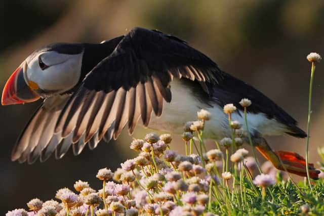 “It also requires more regular surveys of the populations to make sure that they are attaining a favourable conservation status within the SPA.”