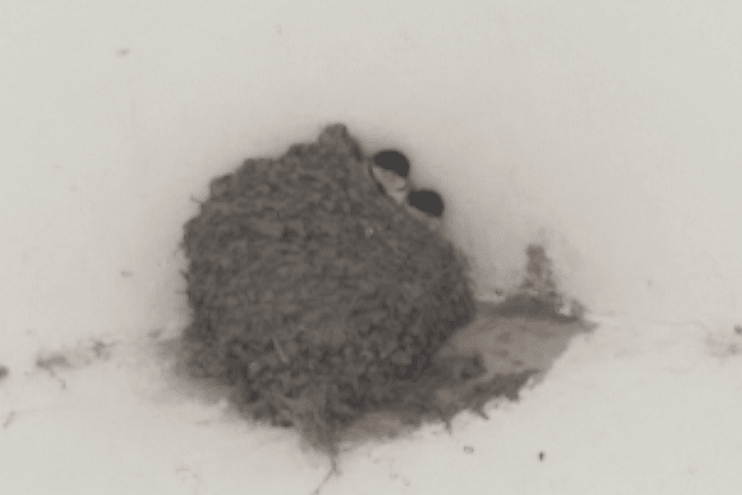 A House Martin nest, photographed at a safe distance so as not to disturb the birds