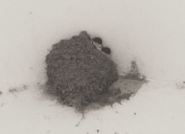 A House Martin nest, photographed at a safe distance so as not to disturb the birds