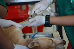 42.5% of Veterinary Professionals Experience Abnormal Levels of Stress