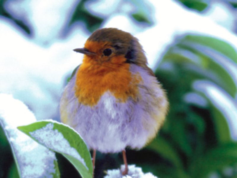 Kildare Wildlife Watch: Rockin’ robin around the Christmas tree