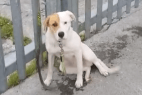 WATCH: Anger as dog is abandoned and tied to disused factory gate