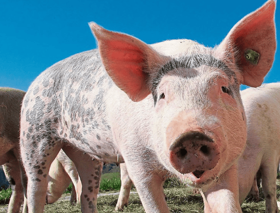 The live exports deal was first announced on Saturday September 18