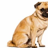 An image of a pug/chihuahua  Credit: Pixabay