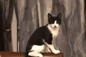 Toby the kitten is missing from his home in Kildare Town.