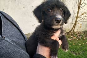 Photo: Kildare Animal Foundation