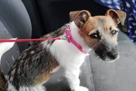 'Millie' is believed to have been stolen from the Straffan area over the weekend.