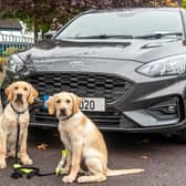 Pups Vale & Vaughan with Ford Focus car