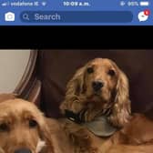 The two missing dogs are from the Curragh area