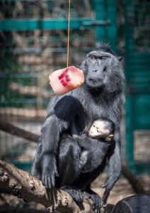 Furry friends cooling down with tasty treats at Tayto Park as heatwave ...