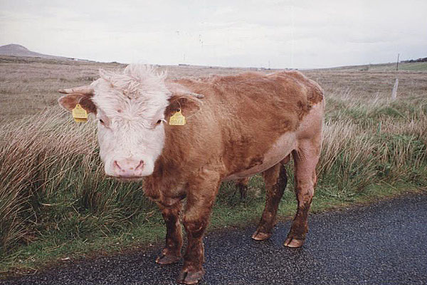 Gardai chasing a loose bullock which is a danger to motorists