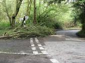 Tree blocking road