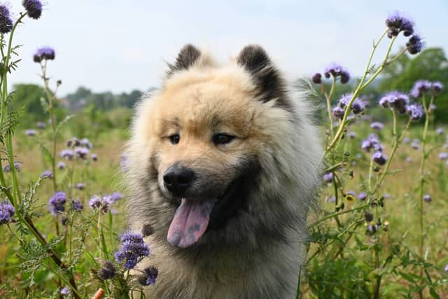 New measures planned in Kildare to combat cruelty against dogs by breeders