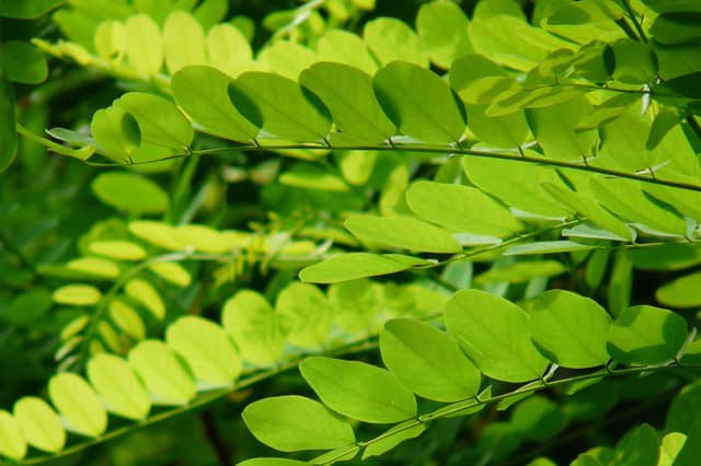 No plans to replant trees in this Kildare region