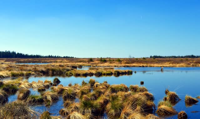 'Save our bogs': Conservation group calls on Kildare County Council to make space for nature