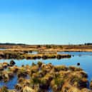 'Save our bogs': Conservation group calls on Kildare County Council to make space for nature