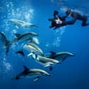 Award-winning underwater filmmaker to bring new show to Kildare entertainment venue