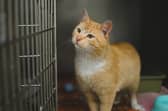 Burglary at veterinary centre in Kildare leads to garda investigation