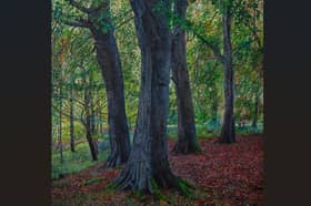 Jonathan Dickson, from Celbridge - 'Theo (Almost) Hiding Behind a Tree in the Phoenix Park'