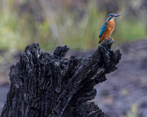 Nature protection plan demanded for Kildare