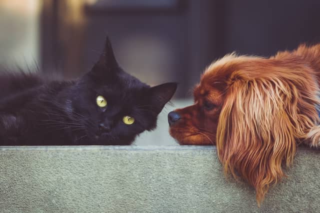 Urgent dog and cat food appeal released by Kildare charity