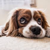 Move over Electric Picnic... Kildare concert aims to benefit animals in need