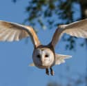 A barn owl 
