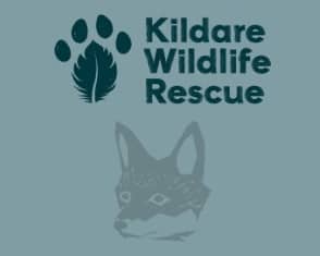 Kildare wildlife group help 'very worried' woman following unusual discovery
