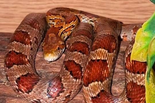 The recovered snake