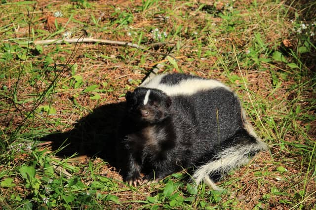 EXPLAINER: Why skunks discovered in Kildare were euthanised