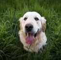 Kildare animal charity announces volunteer recruitment event