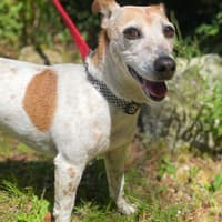 Kildare Dog of the Week: Izzy has simple needs - a warm, comfortable bed and a loving family