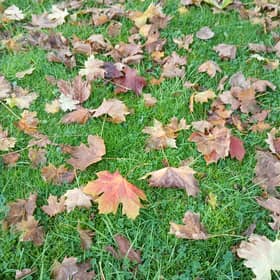 Autumn leaves 