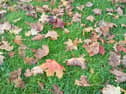 Autumn leaves 