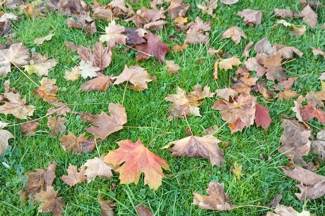 Autumn leaves