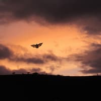 Kildare wildlife charity to host educational bat talk ahead of Halloween