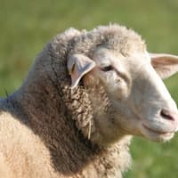 'Controlled electrical stimuli' for sheep in Kildare suggested