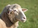 'Controlled electrical stimuli' for sheep in Kildare suggested