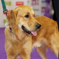 Bundee represents Kildare at Petmania Puppy of the Year Grand Final