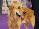 Bundee represented the county as one of 26 finalists at the Petmania Puppy of the Year 2026 Grand Final