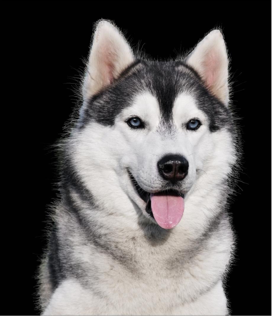 Are Siberian Husky Banned