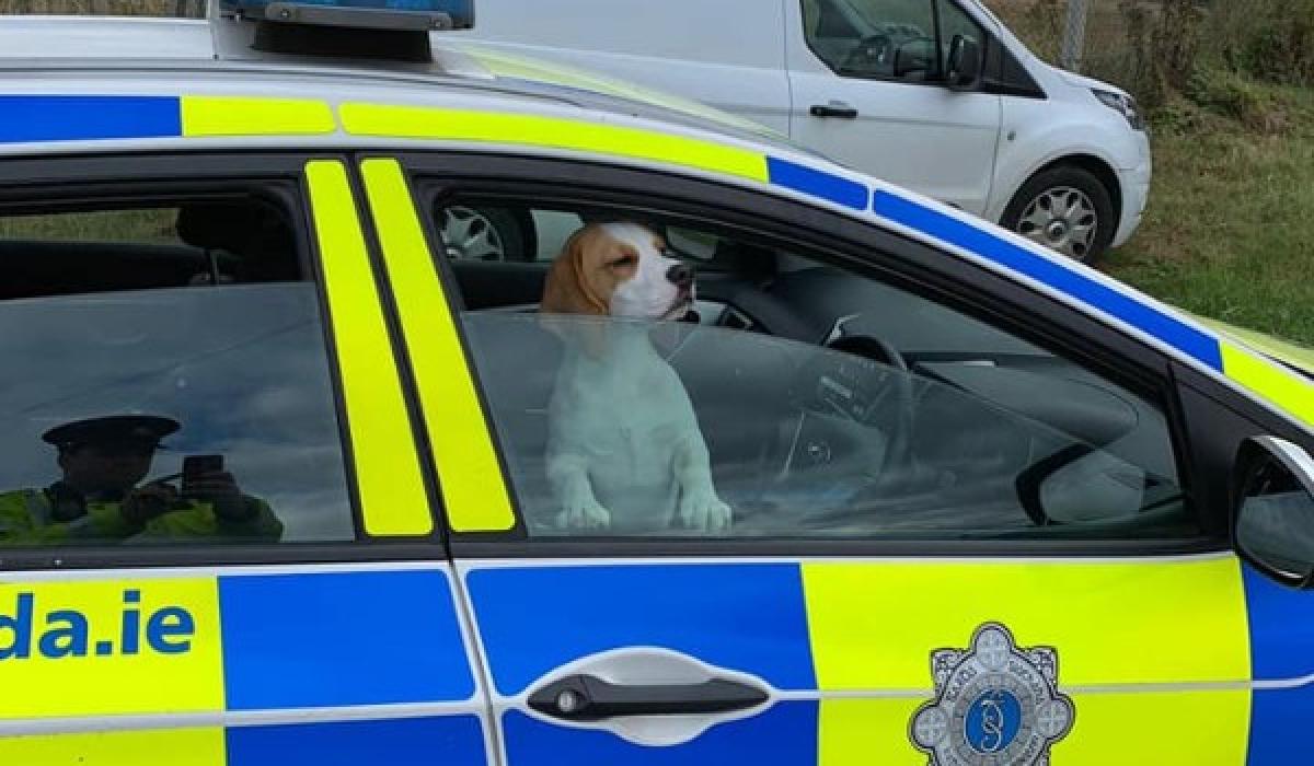 A dog's life 'Ruff justice' for galivanting pet who gets collared by