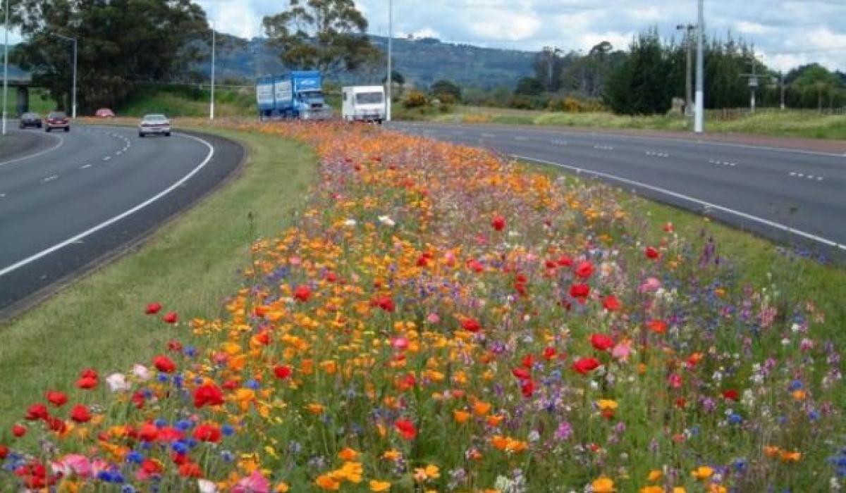 Council urged to replace grass with shrubs to cut costs Kildare Now