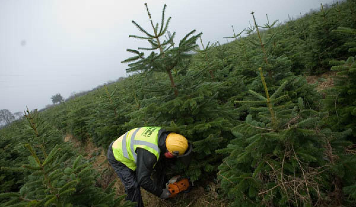 Kildare people splashing out on bigger Xmas trees this year grower