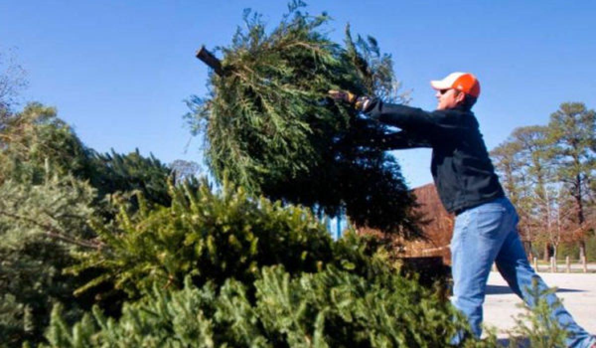 Final 3 days to recycle your Christmas tree in Kildare Kildare Now