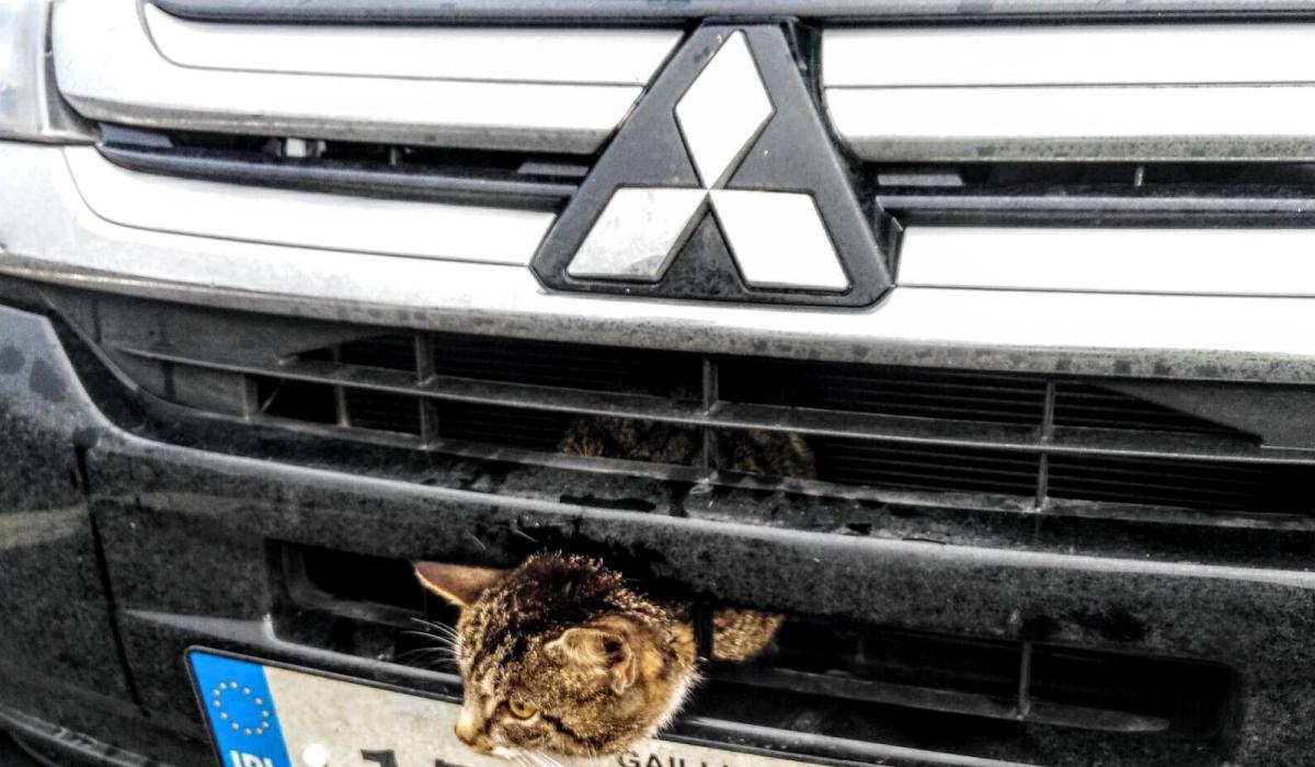Cat stuck in car grille rescued by Gardai Photo 1 of 1 Kildare Now