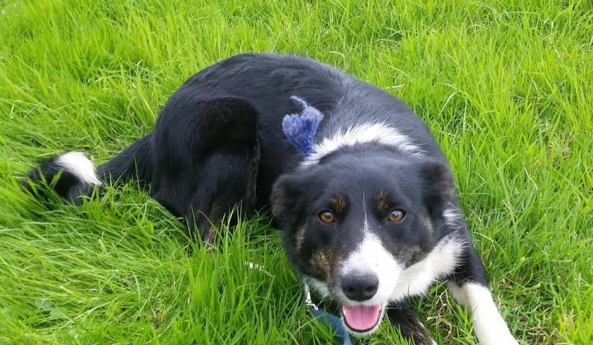 Co Kildare people adopt a dog this weekend Photo 1 of 1 Kildare Now