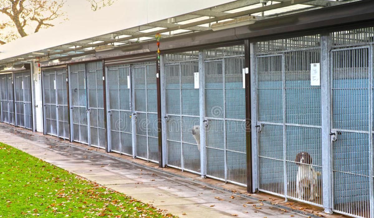 Proposed extension for Kildare dog pound lodged with plans for more dog